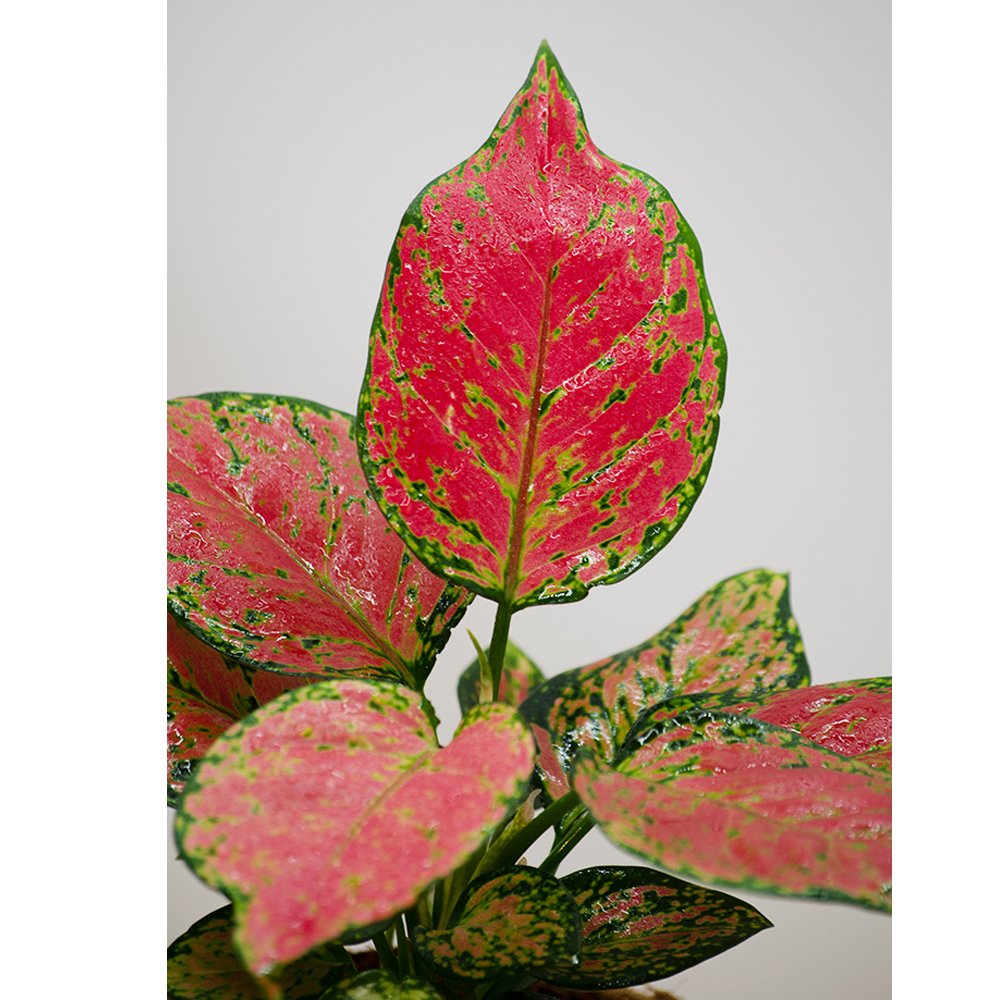 Aglaonema Ayumini Red - Kreate- Planters & Pots