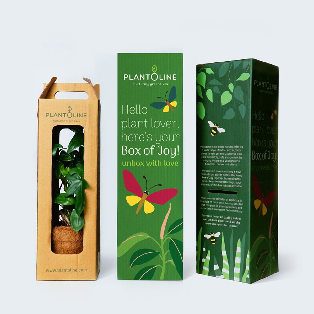 Alocasia Pink Dragon - Kreate- Planters & Pots