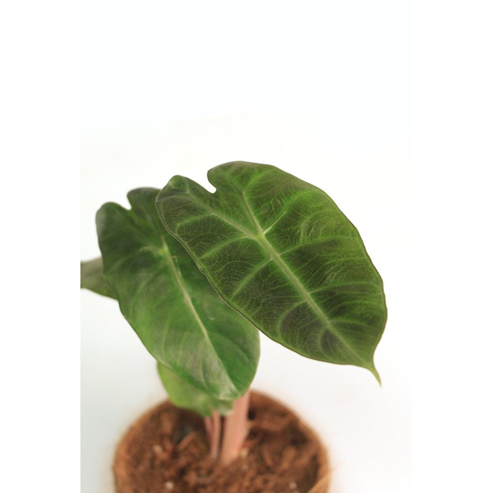 Alocasia Pink Dragon - Kreate- Planters & Pots