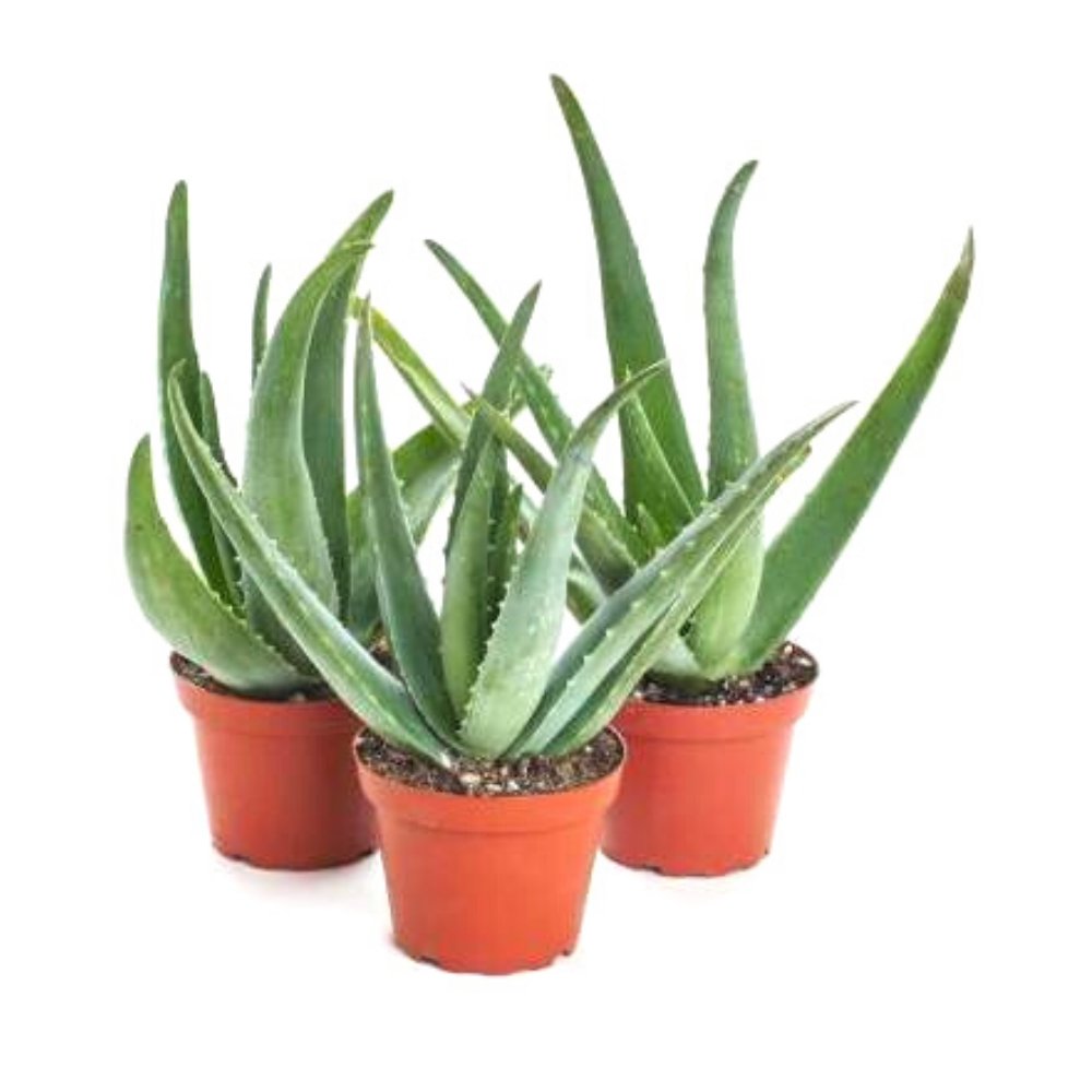 Alovera Succulent - Kreate- Plants