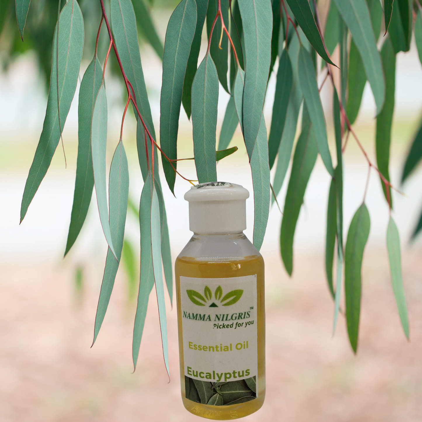 Eucalyptus Oil (50ml)