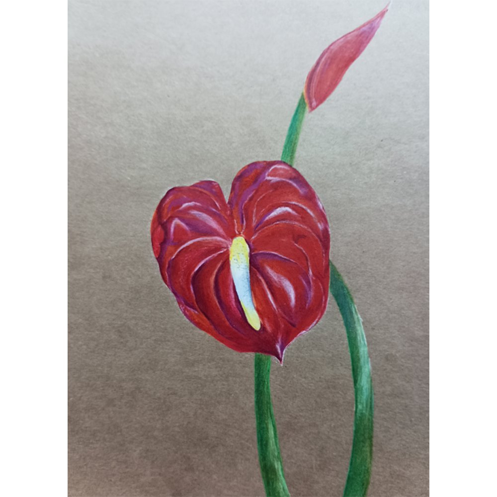 Red Anthurium - Watercolour Painting - Kreate- Painting