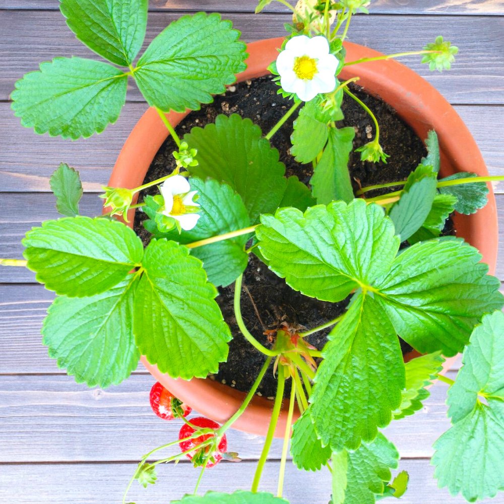 Strawberry Plant - Kreate- Plants