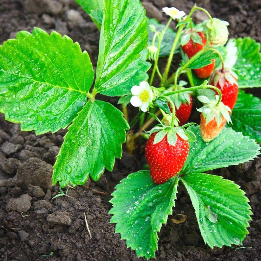 Strawberry Plant - Kreate- Plants