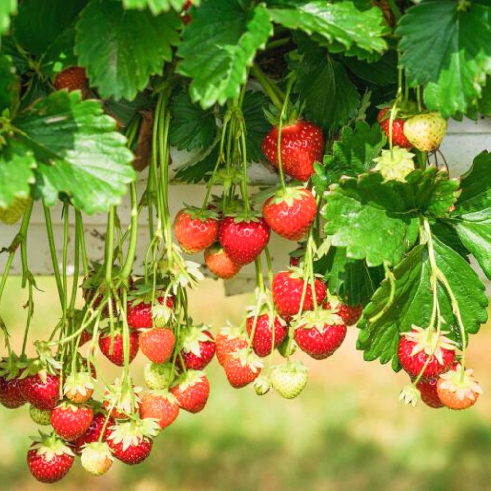 Strawberry Plant - Kreate- Plants