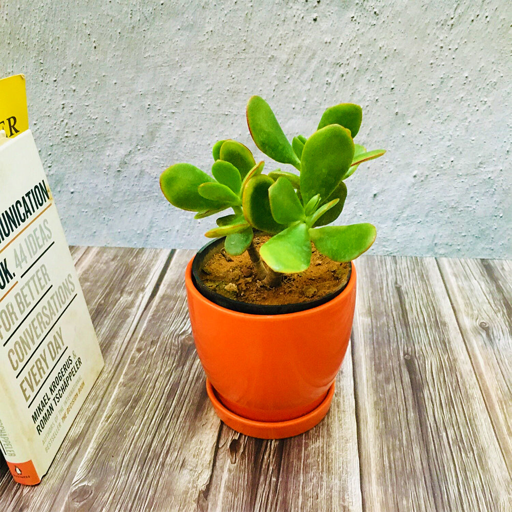 GoPlanto Jade Succulent in 4.5 inches Curvy Bottom Ceramic Pot with Saucer