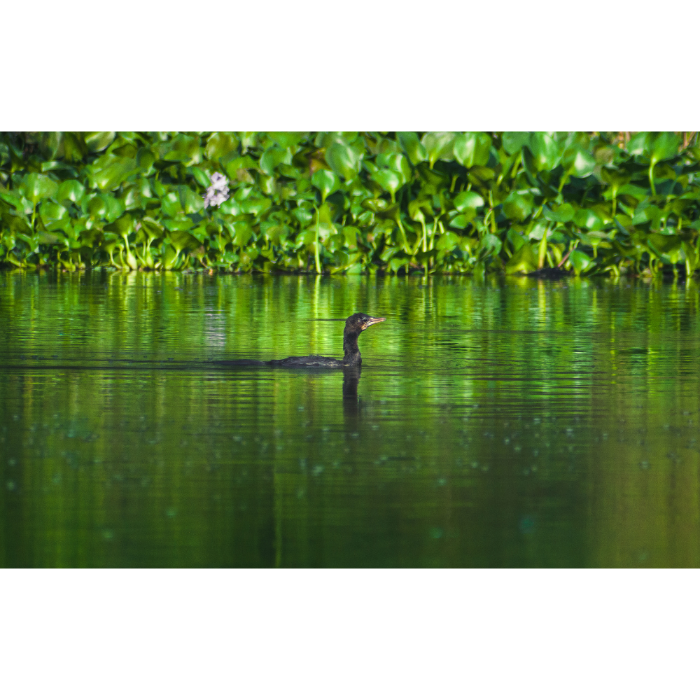 Framed Nature Print
