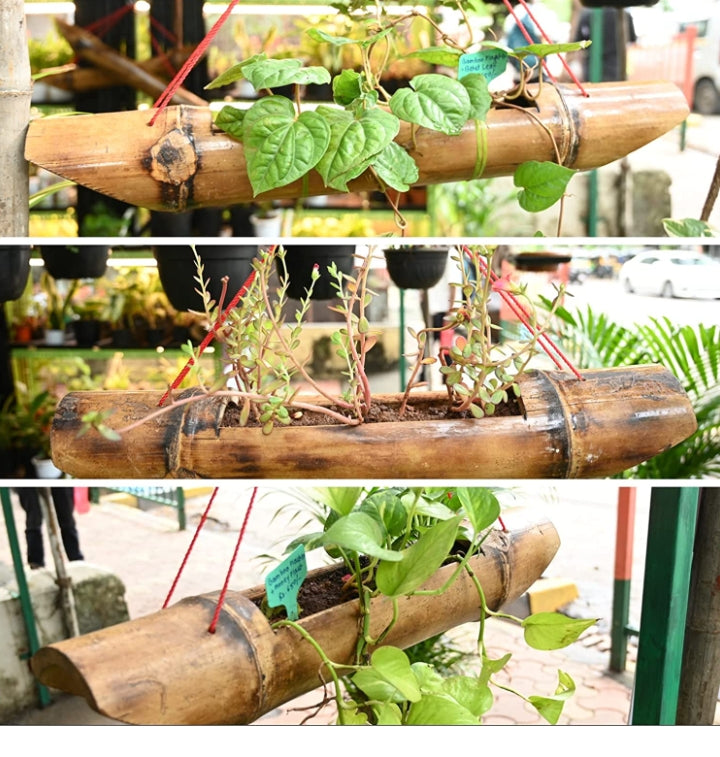 Beautiful Hanging Bamboo Planters with lush green foliage for a vibrant and stylish home décor, perfect for sunlight-filled spaces, enhancing your plant collection with a natural touch - Size 10".