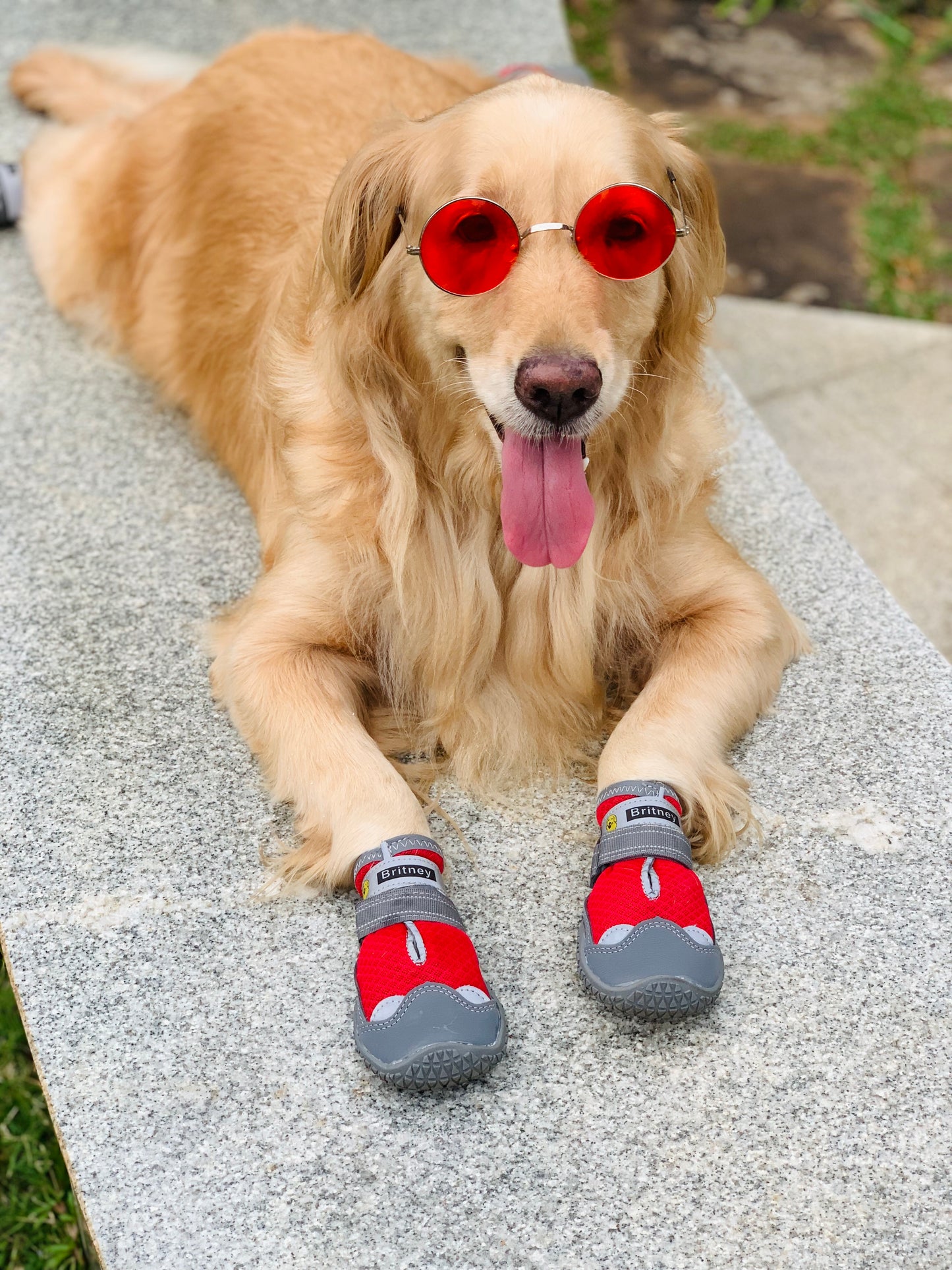 Dog Shoes