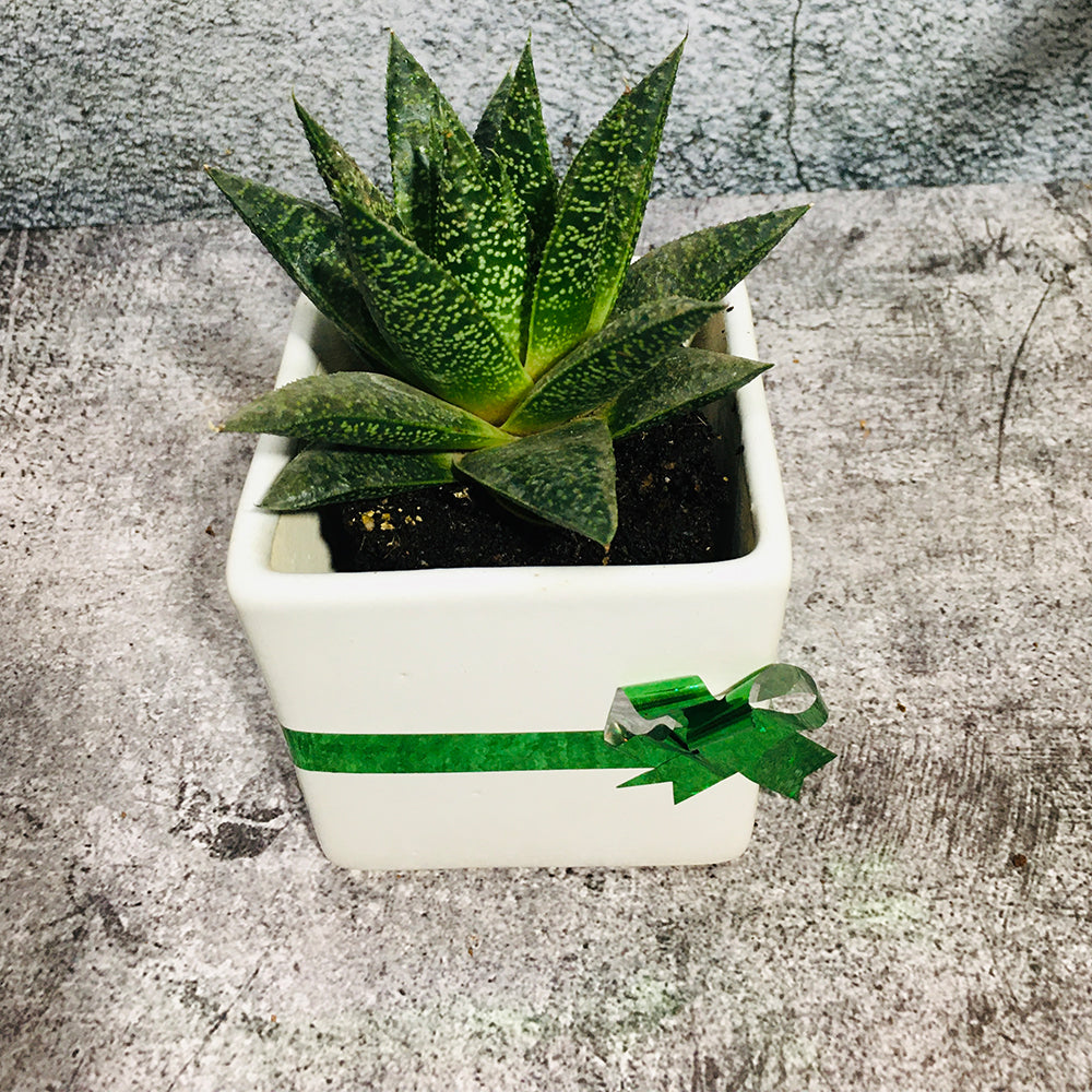 GoPlanto Aloe Aveo in White Square Ceramic Pot
