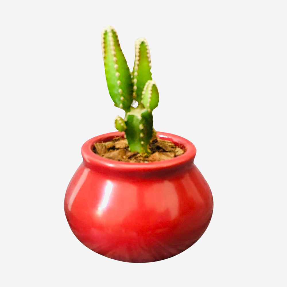 GoPlanto Apple Cactus in Ceramic Matka 3" Polished Pot