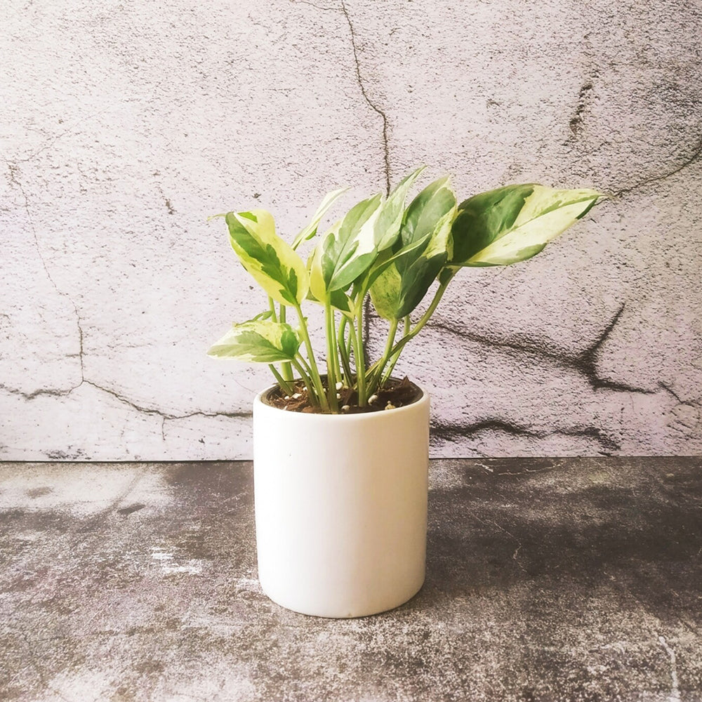GoPlanto Money Plant Variegated in 4 inches Cylinder Ceramic Pot