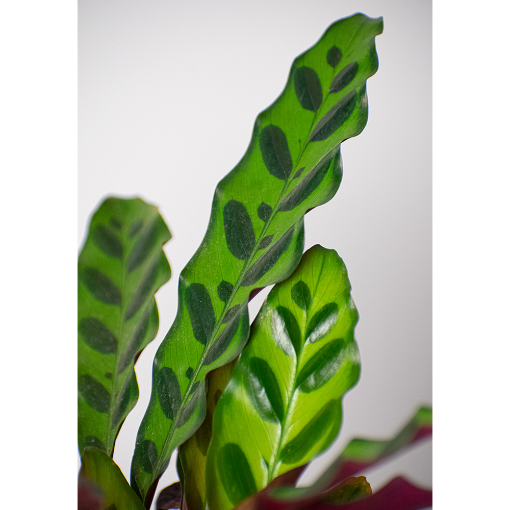 Calathea Lancifolia