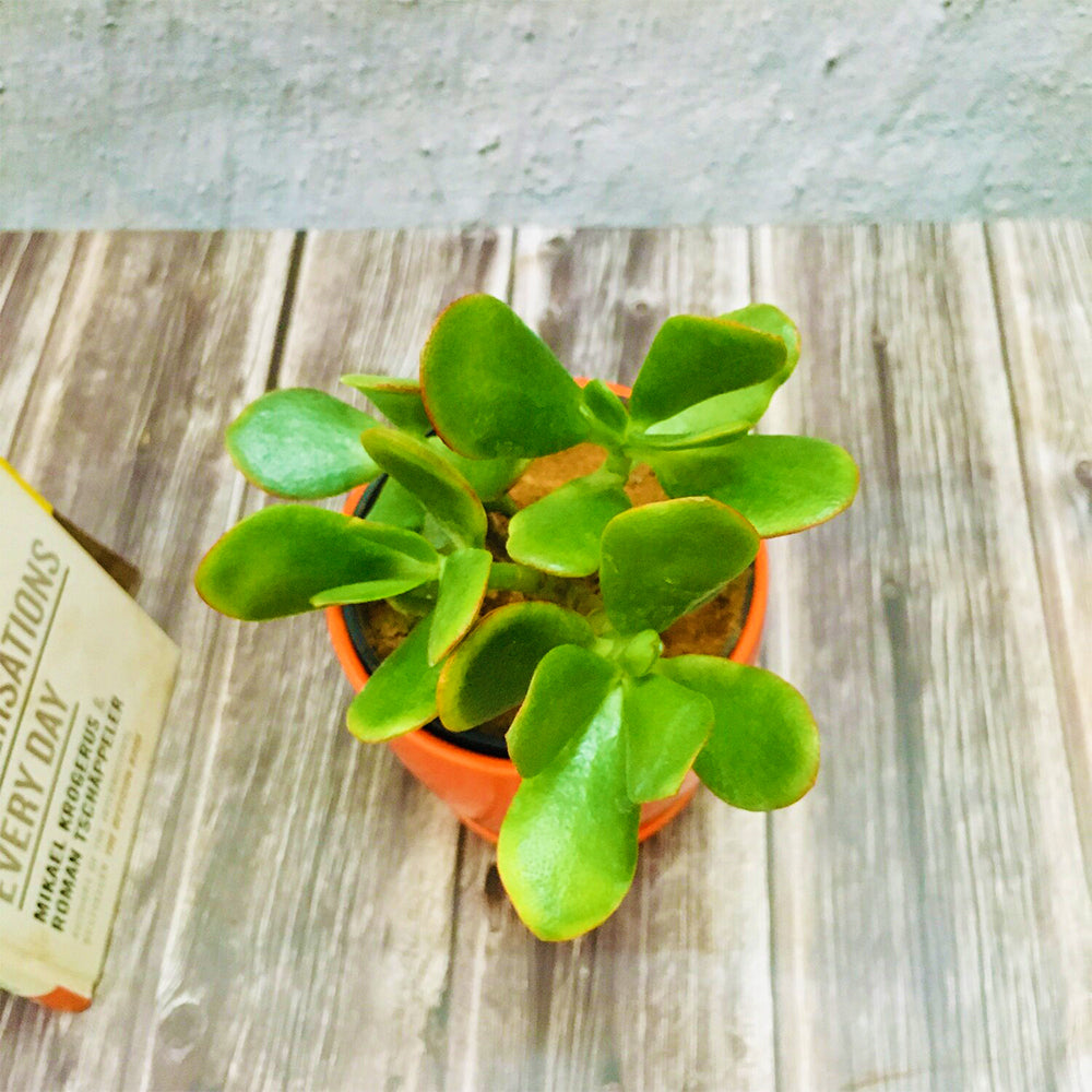 GoPlanto Jade Succulent in 4.5 inches Curvy Bottom Ceramic Pot with Saucer