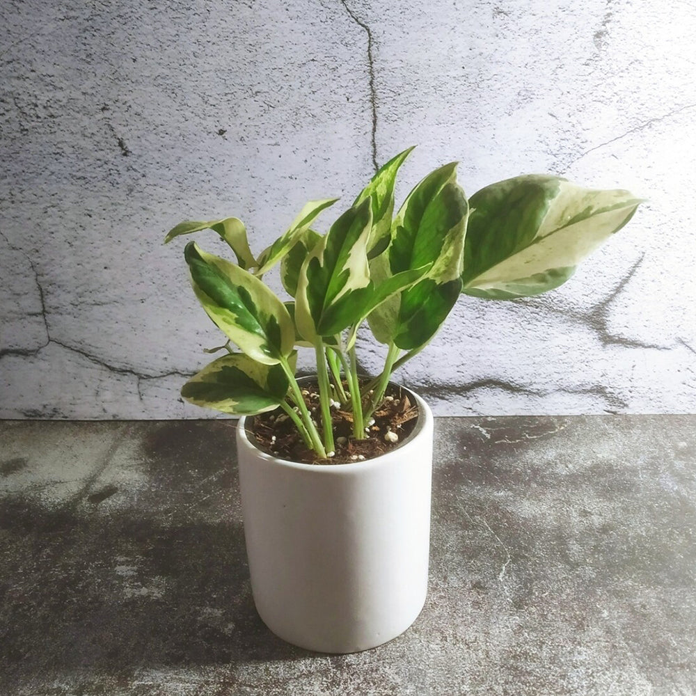 GoPlanto Money Plant Variegated in 4 inches Cylinder Ceramic Pot