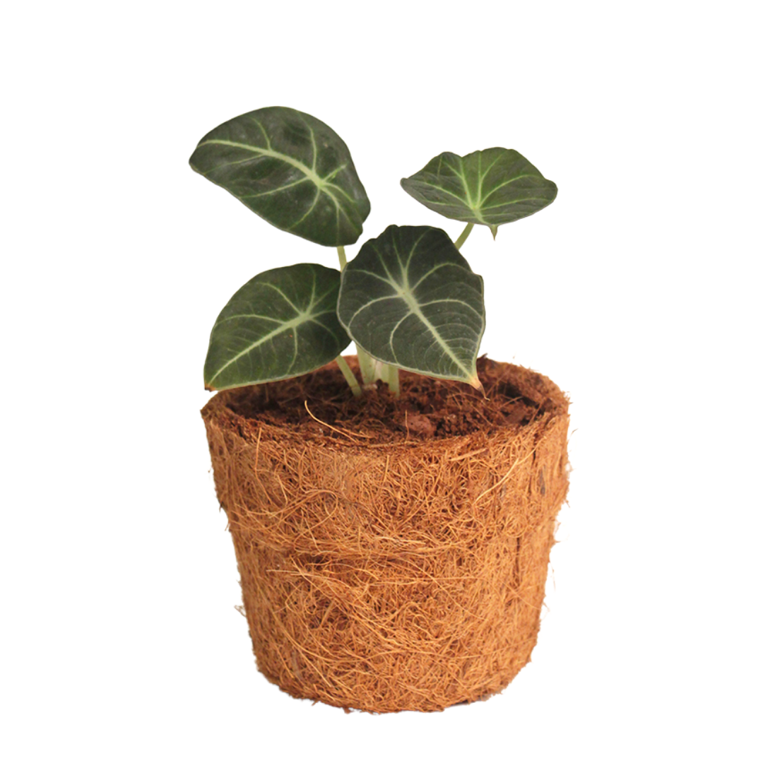 Plantoline Alocasia Black Velvet Live Plant