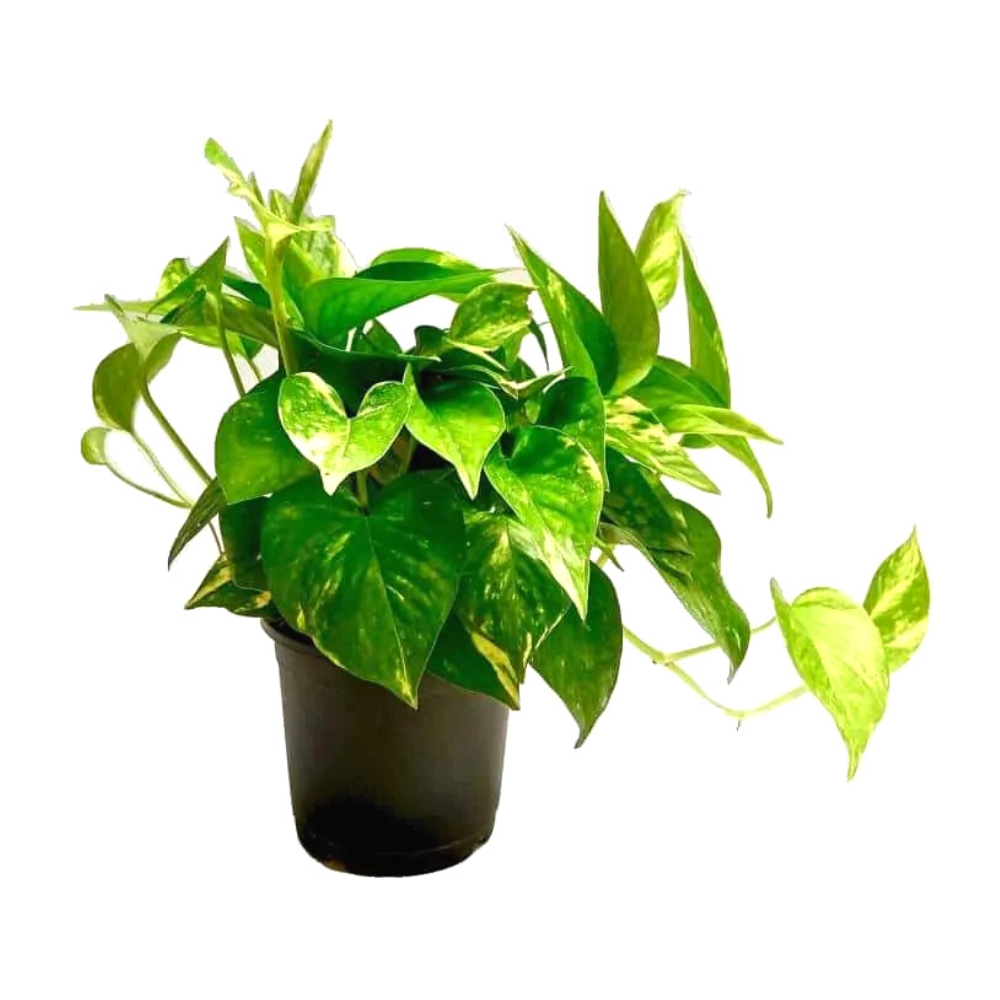 Money Plant Succulent