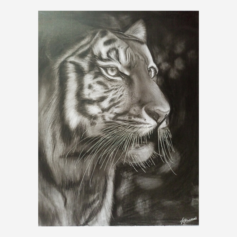 Charcoal Graphite Tiger Portrait