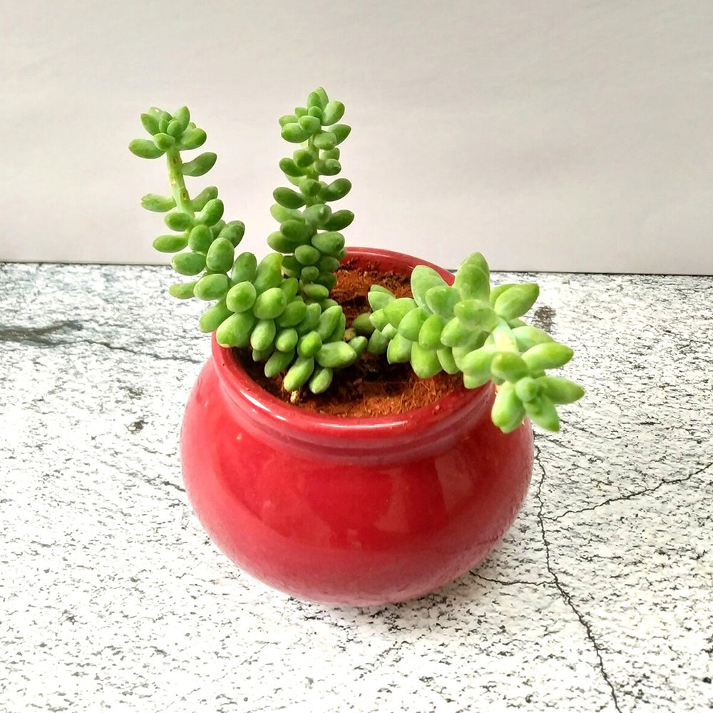 GoPlanto Burro's Tail in 3 inches Ceramic Matka Polished Pot