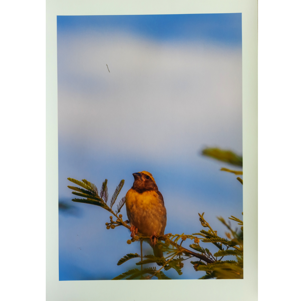 Photo Print