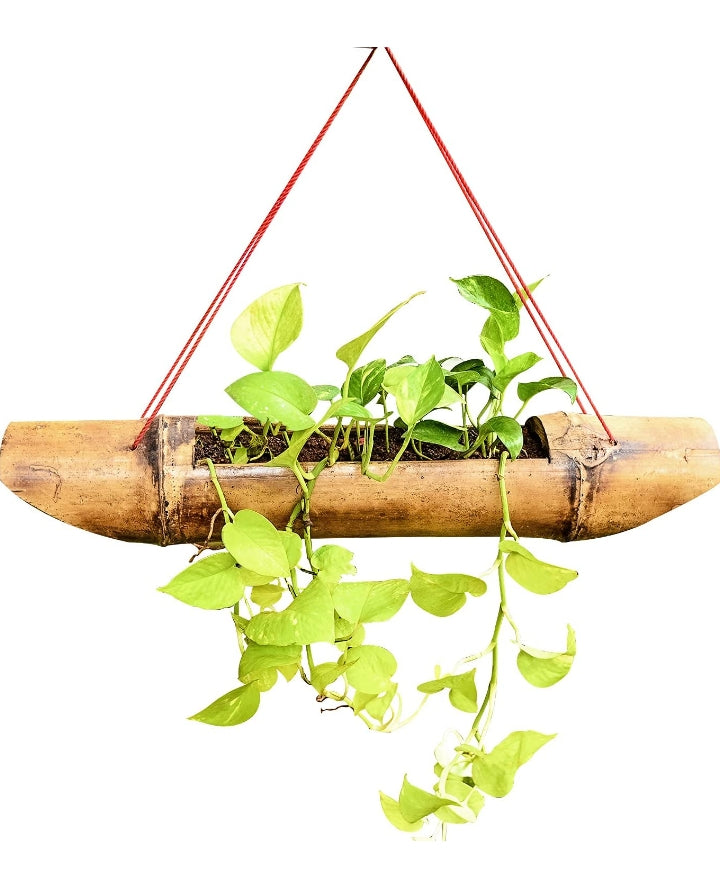 Hanging bamboo planter with lush green vines, perfect for adding a touch of nature to your home decor.