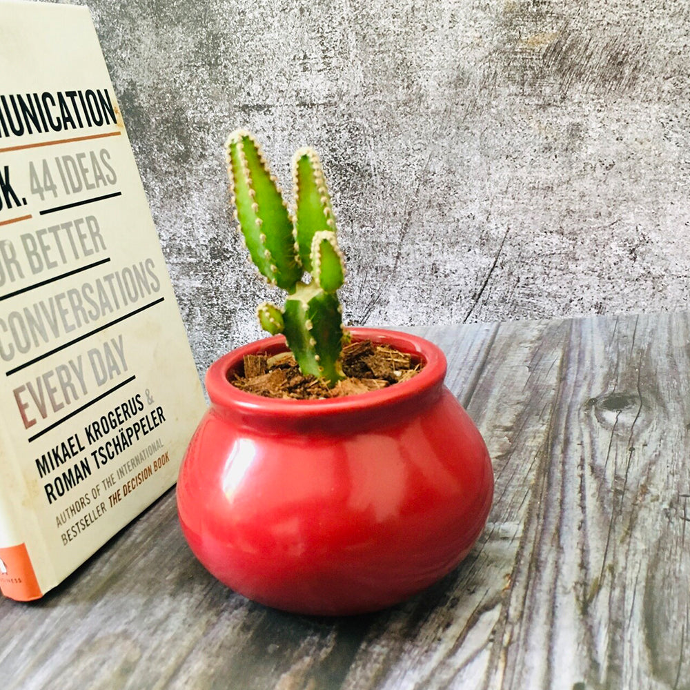 GoPlanto Apple Cactus in Ceramic Matka 3" Polished Pot