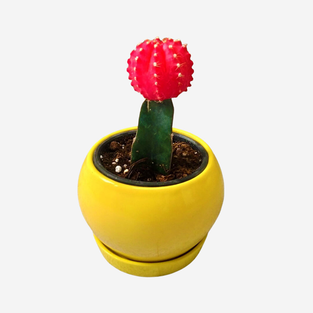 GoPlanto Moon Cactus in 4 inches Apple Ceramic Planter