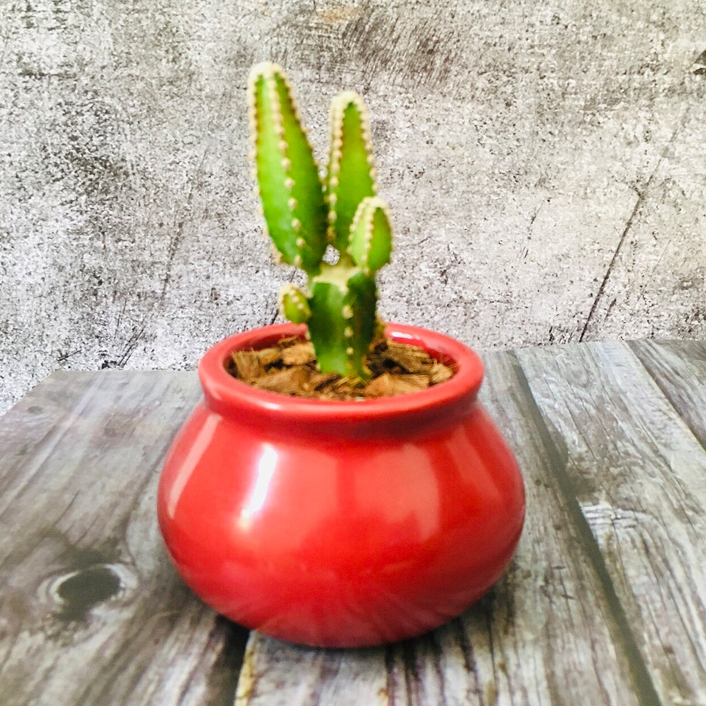 GoPlanto Apple Cactus in Ceramic Matka 3" Polished Pot