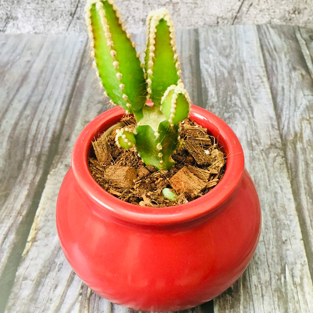GoPlanto Apple Cactus in Ceramic Matka 3" Polished Pot