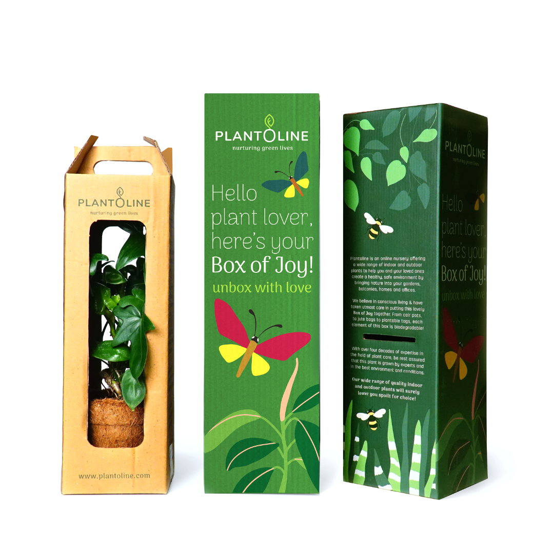 Plantoline Alocasia Black Velvet Live Plant