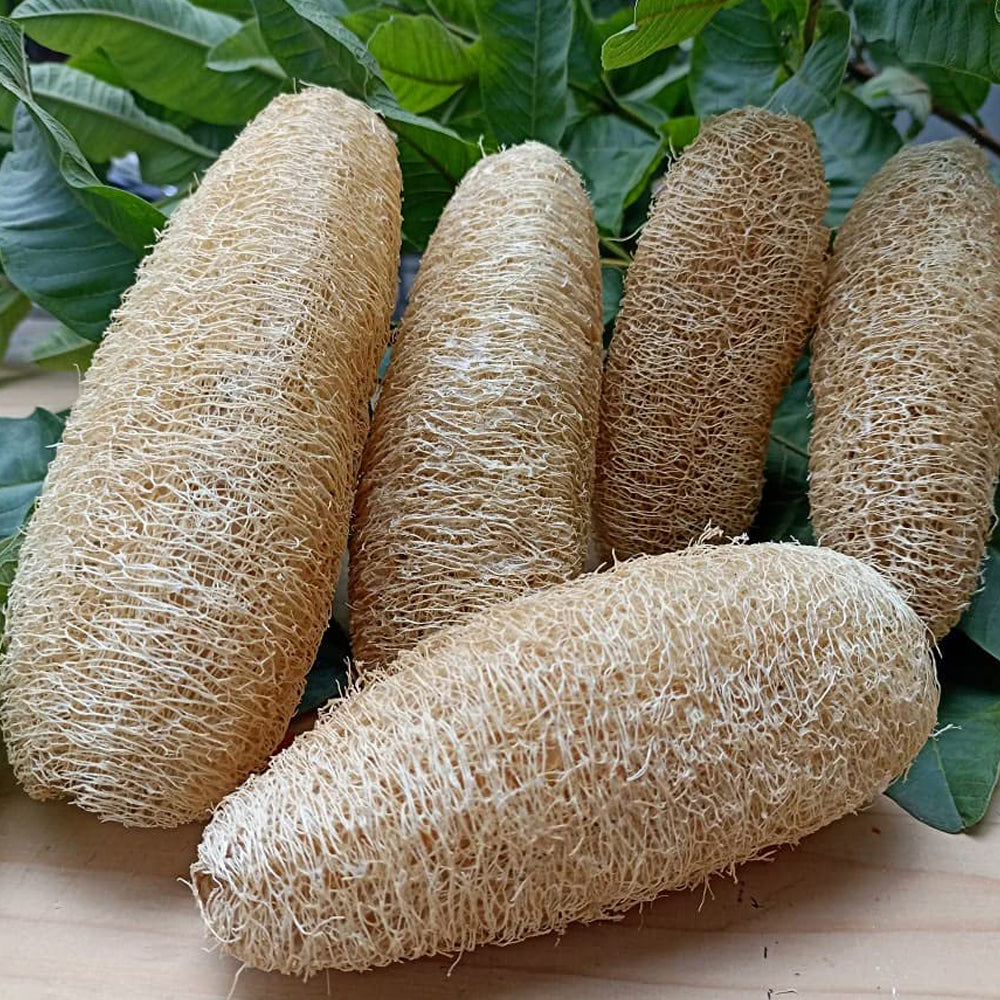 Natural Loofah Sponge Body Scrubber