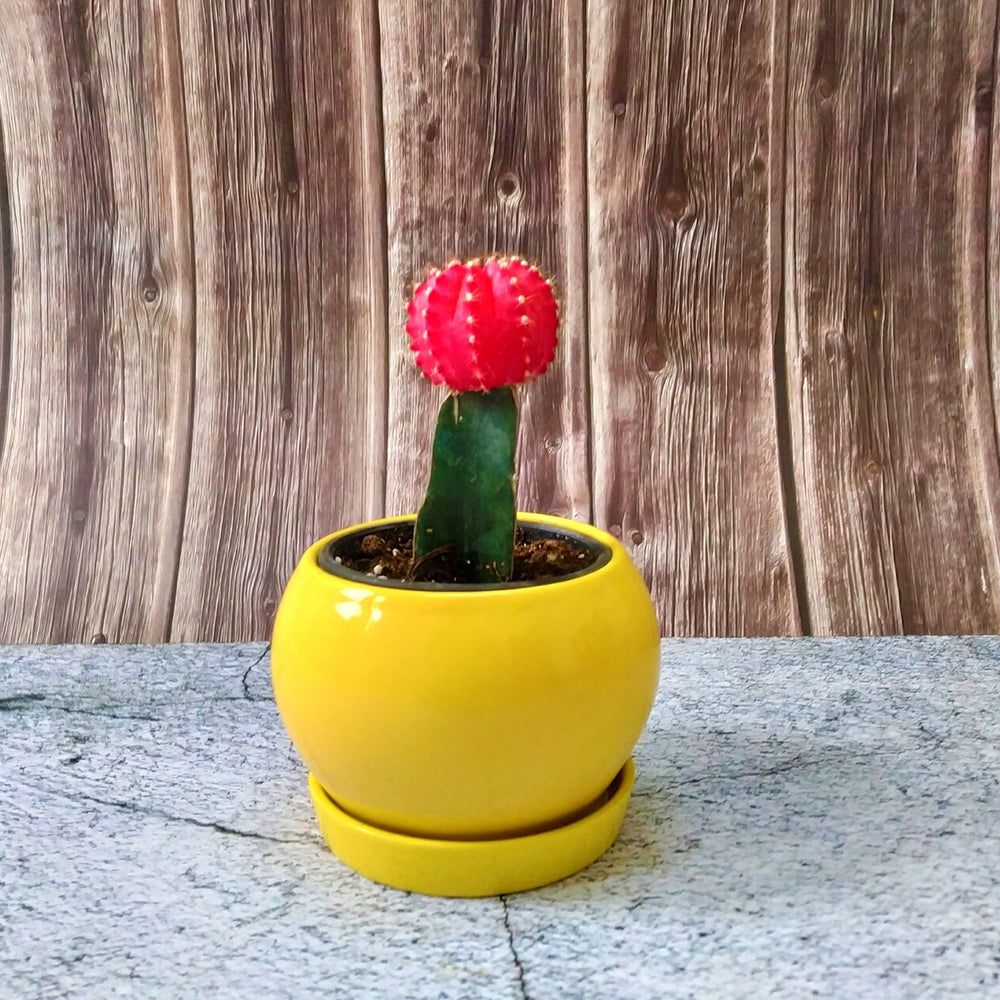 GoPlanto Moon Cactus in 4 inches Apple Ceramic Planter