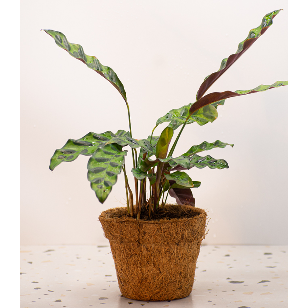 Calathea Lancifolia