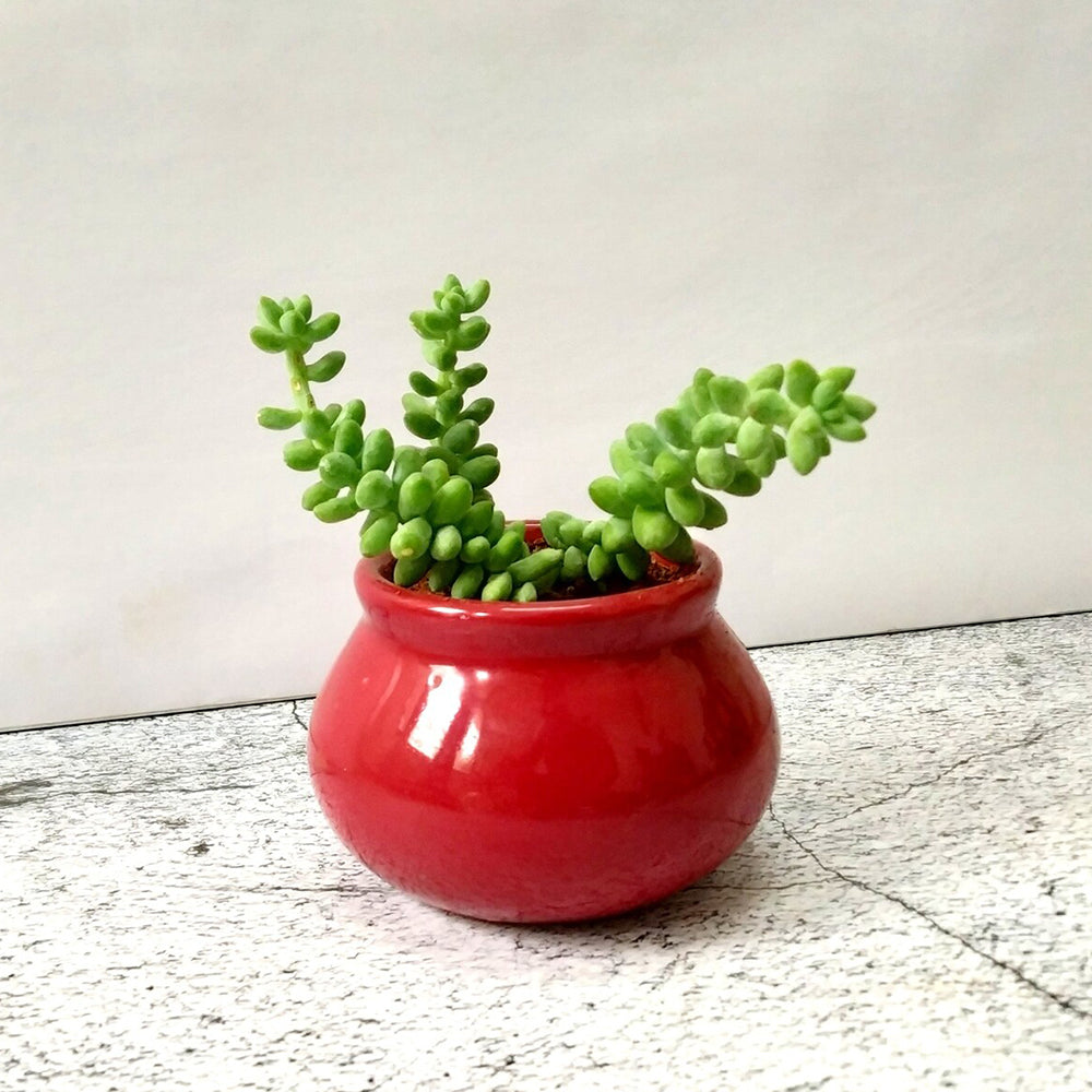 GoPlanto Burro's Tail in 3 inches Ceramic Matka Polished Pot