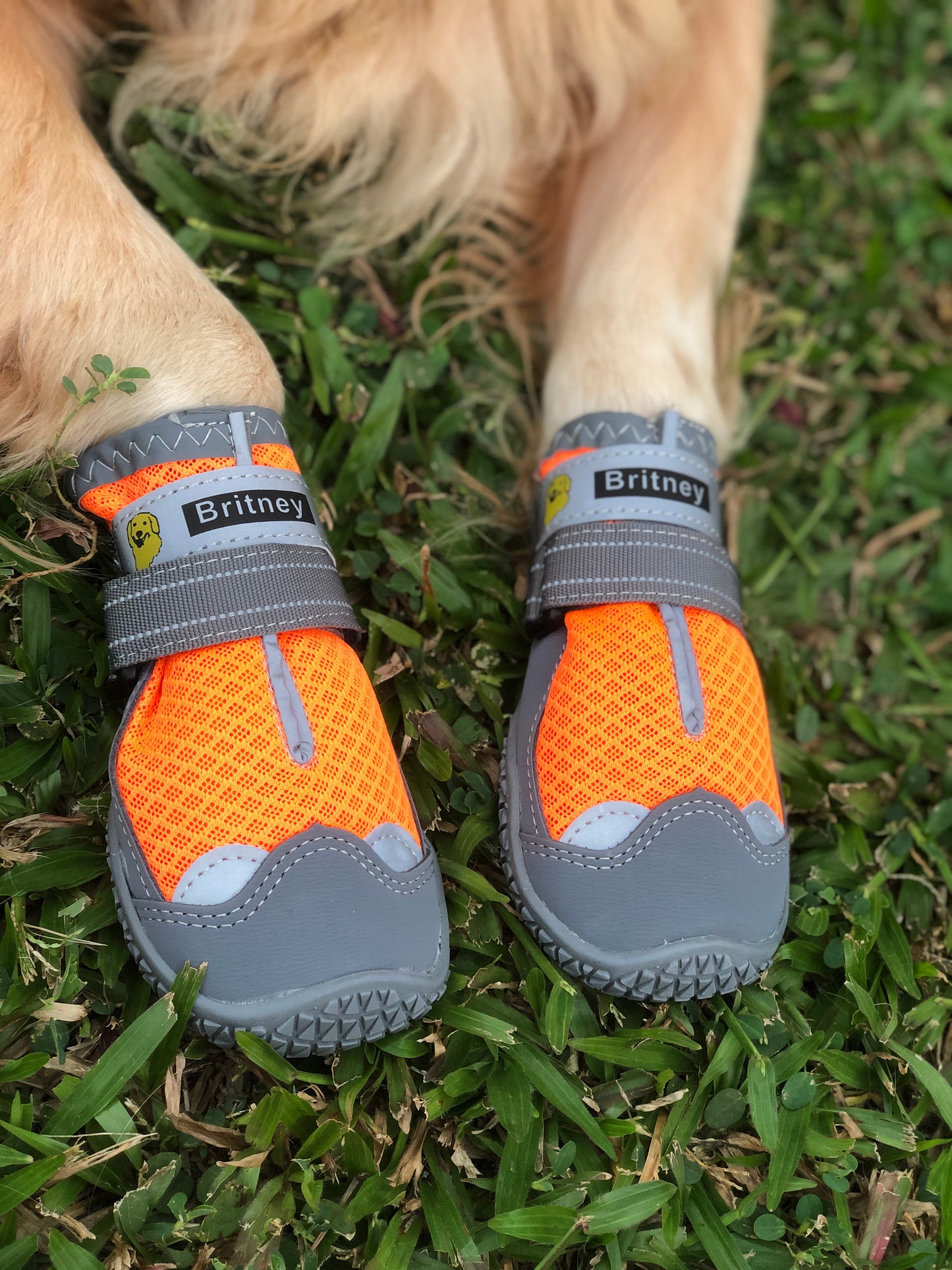 Dog Shoes
