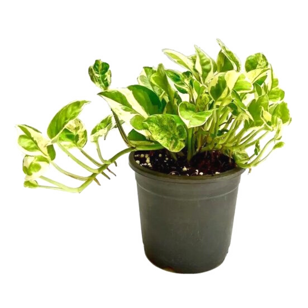 Money Plant Succulent