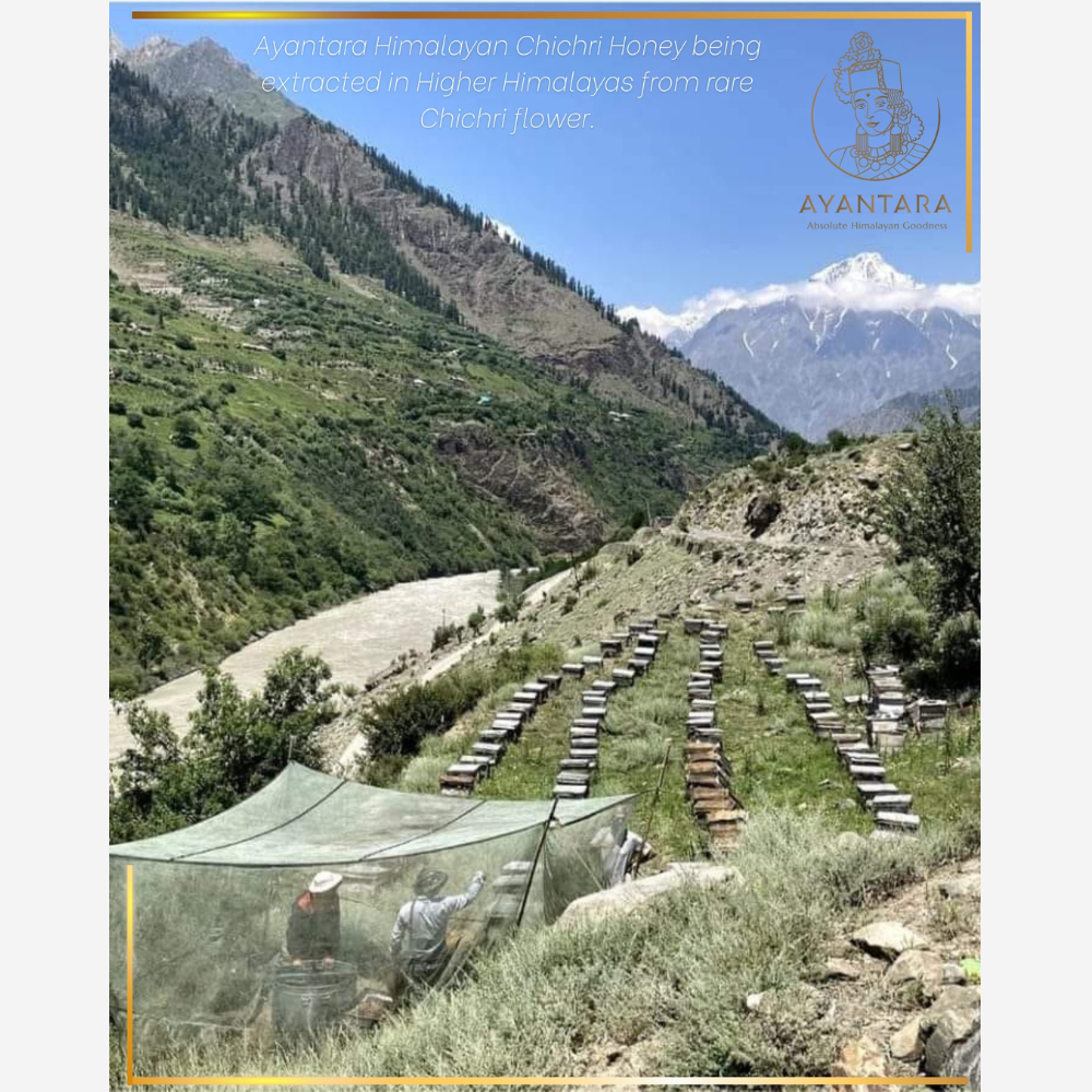 Beekeepers extracting Ayantara Himalayan Chichri Honey in the serene Higher Himalayas.