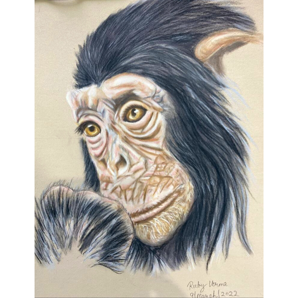 Chimp Pencil Sketch