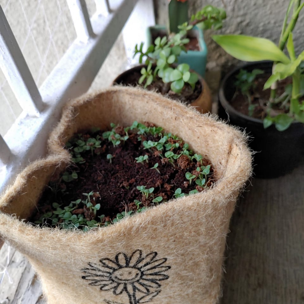 Ecotrendy Grow It Yourself Kit (Pack of 1)