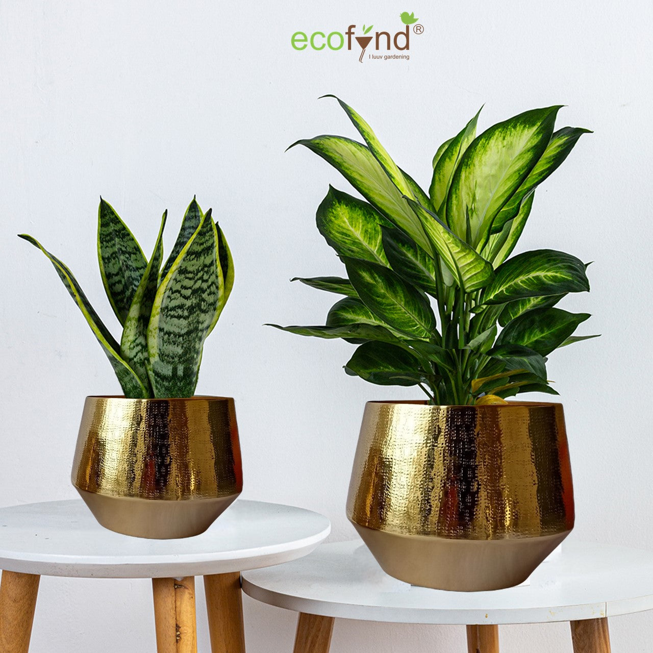 ecofynd Golden Eion Metal Plant Pot (Set of 2)