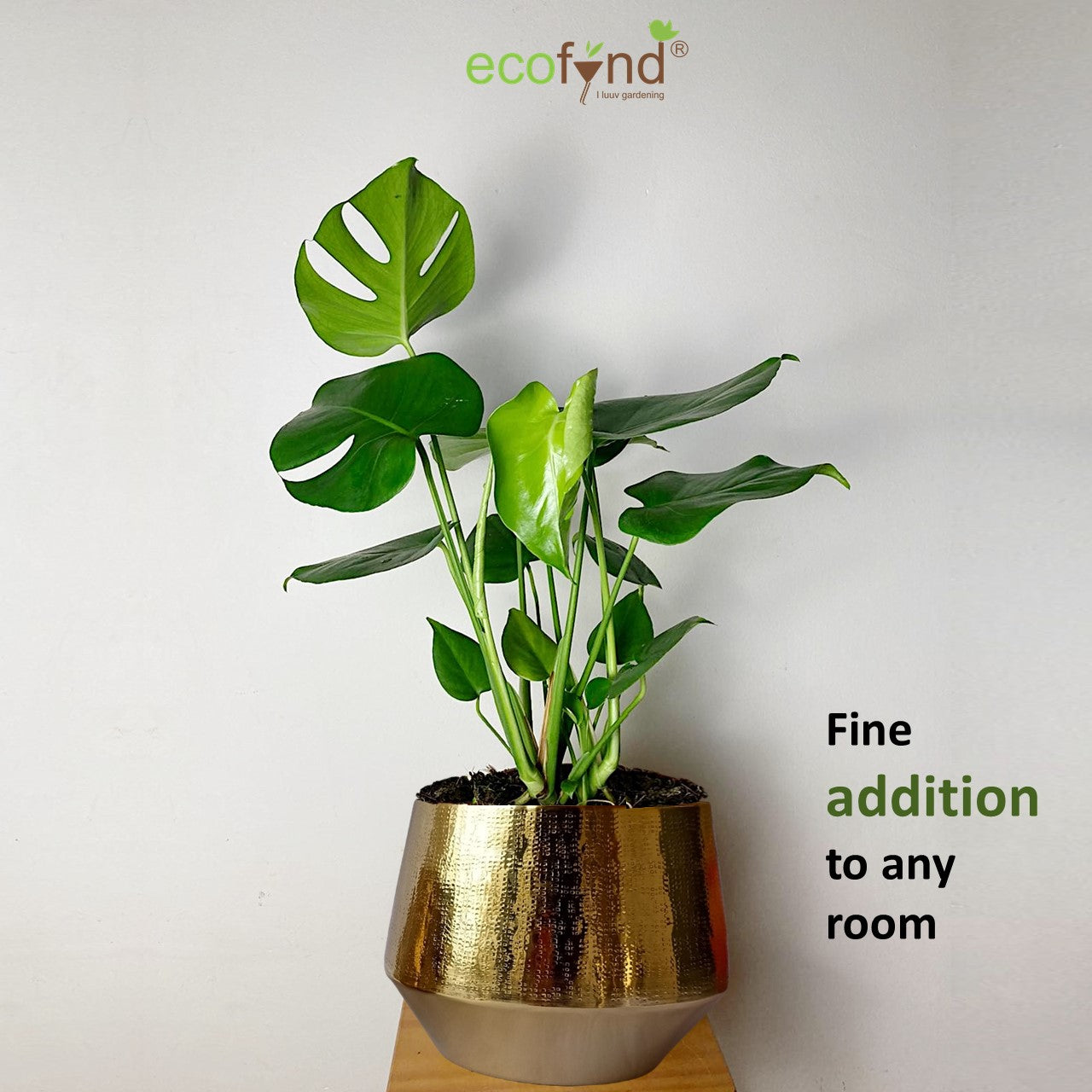 ecofynd Golden Eion Metal Plant Pot (Set of 2)