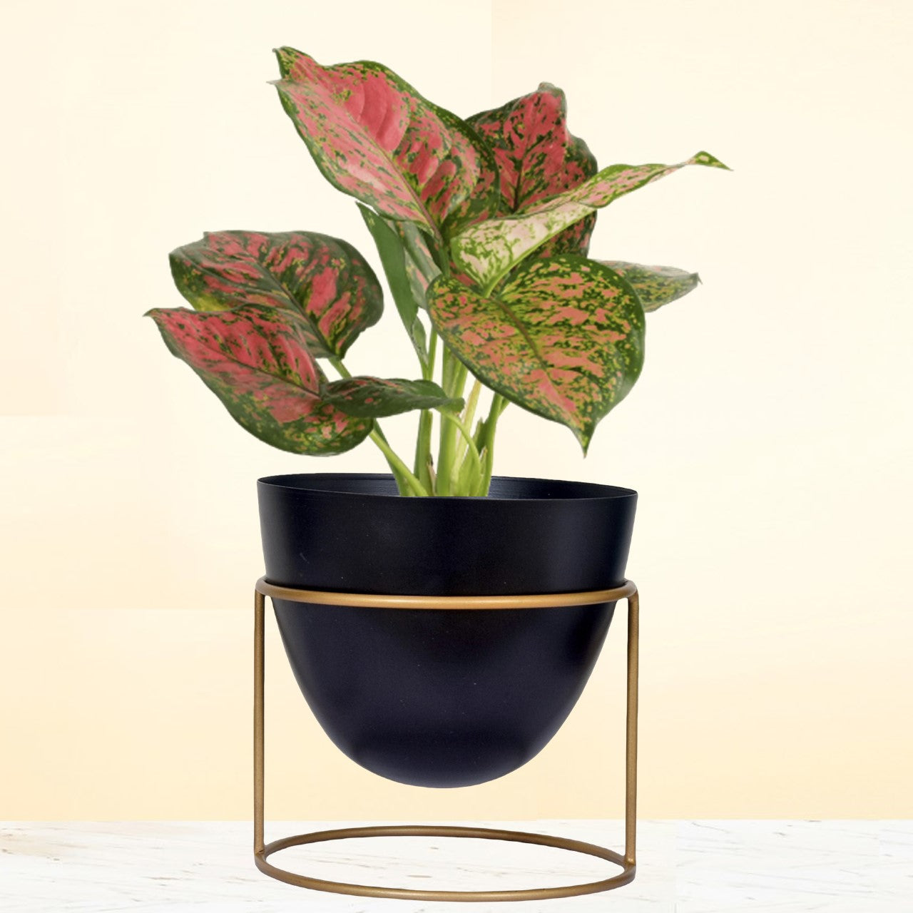 ecofynd Black Alle Metal Plant Pot with Stand