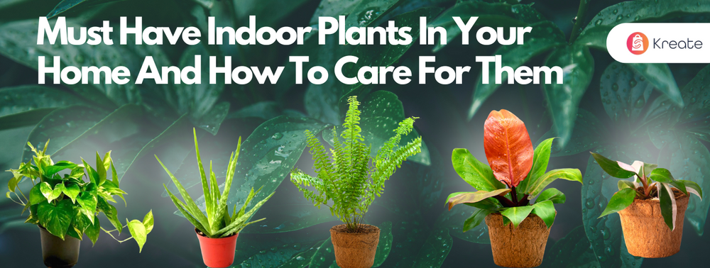 Must Have Indoor Plants In Your Home And How To Care For Them