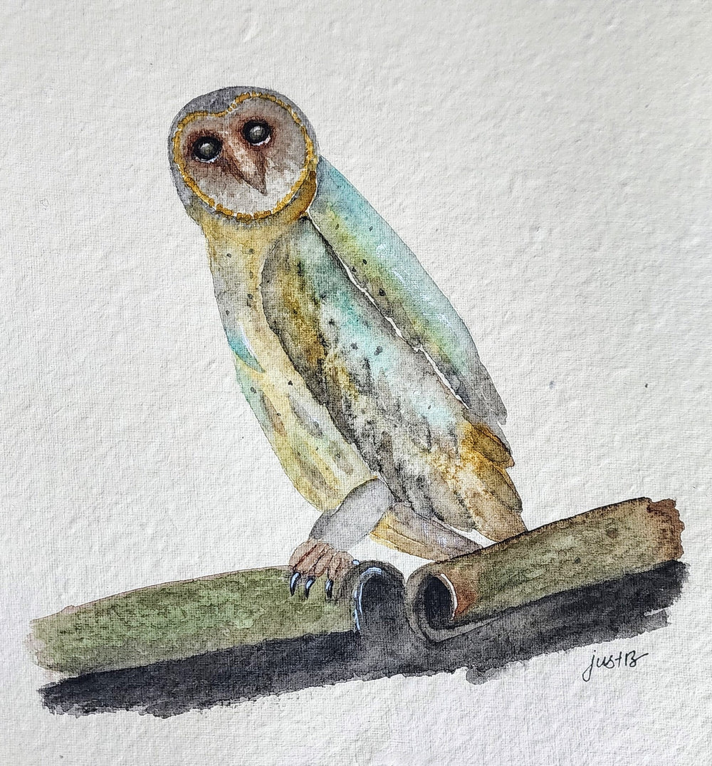 Wandering owl