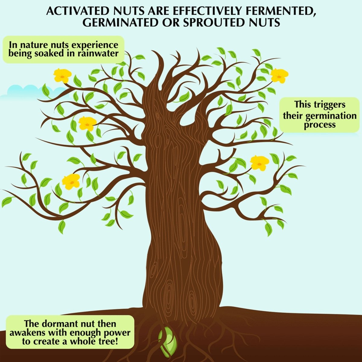 
                  
                    Activated/Sprouted Organic Almonds - Mildly Salted - Kreate- Dryfruits & Seeds
                  
                