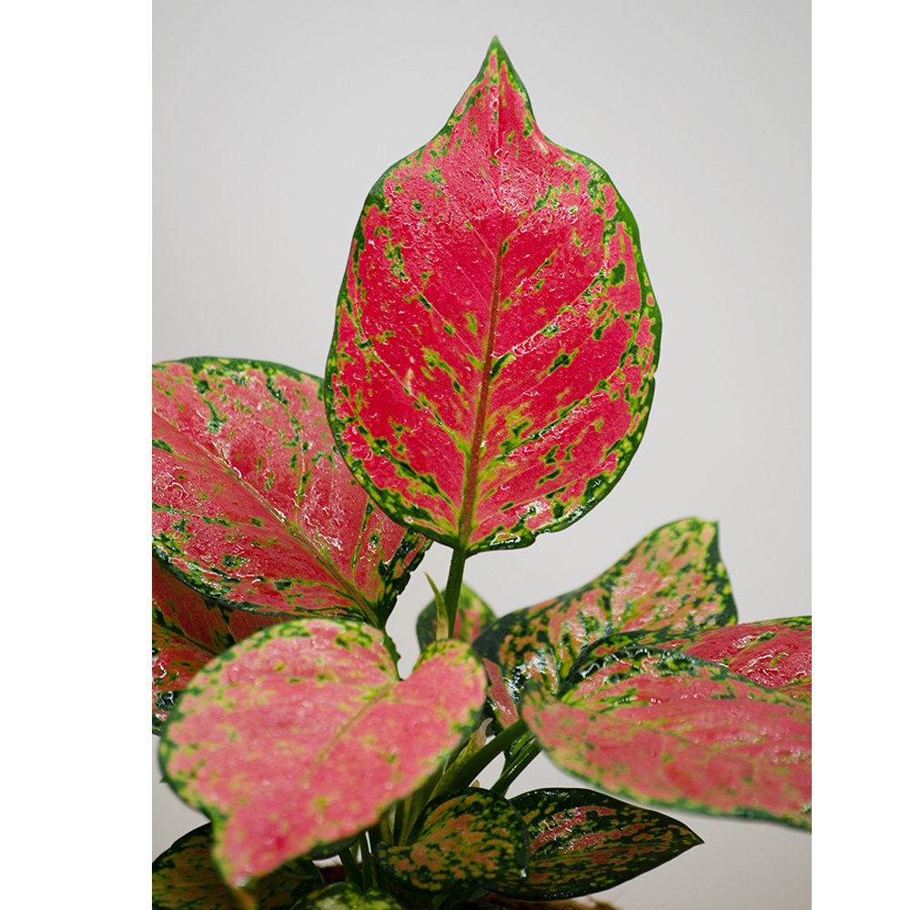 
                  
                    Aglaonema Ayumini Red - Kreate- Plants
                  
                