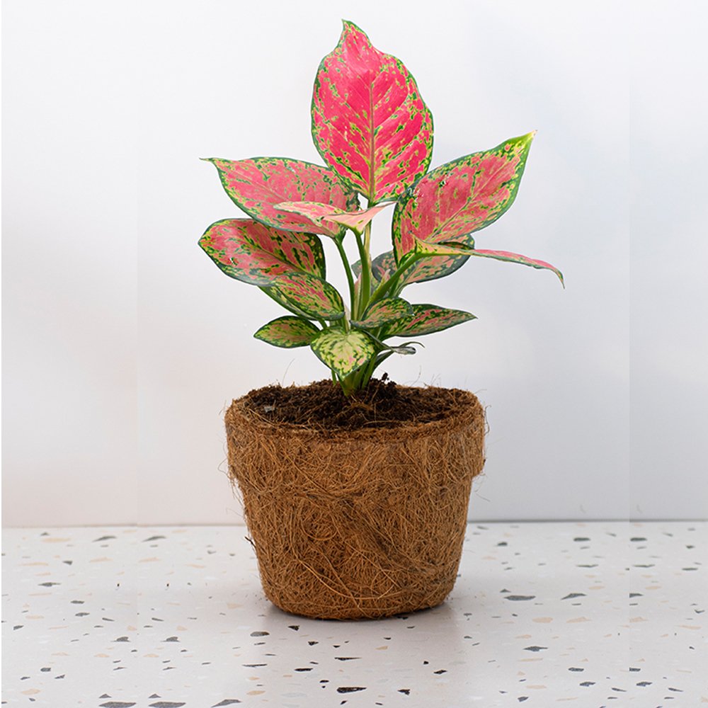 Aglaonema Ayumini Red - Kreate- Planters & Pots