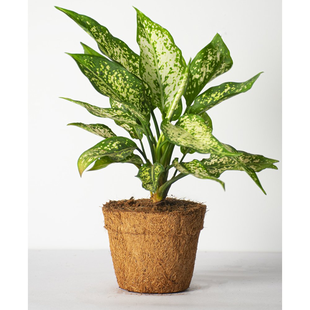 Aglaonema Ayumini White Live Plant - Kreate- Planters & Pots