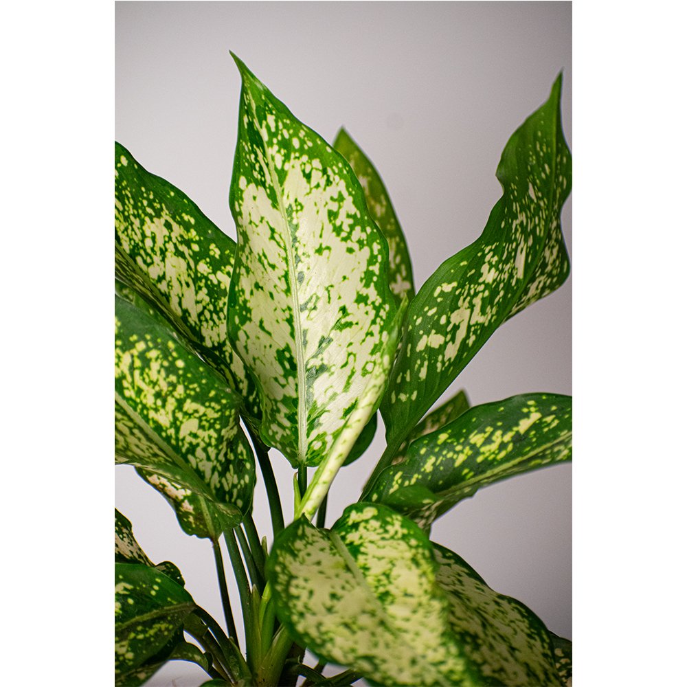 
                  
                    Aglaonema Ayumini White Live Plant - Kreate- Planters & Pots
                  
                