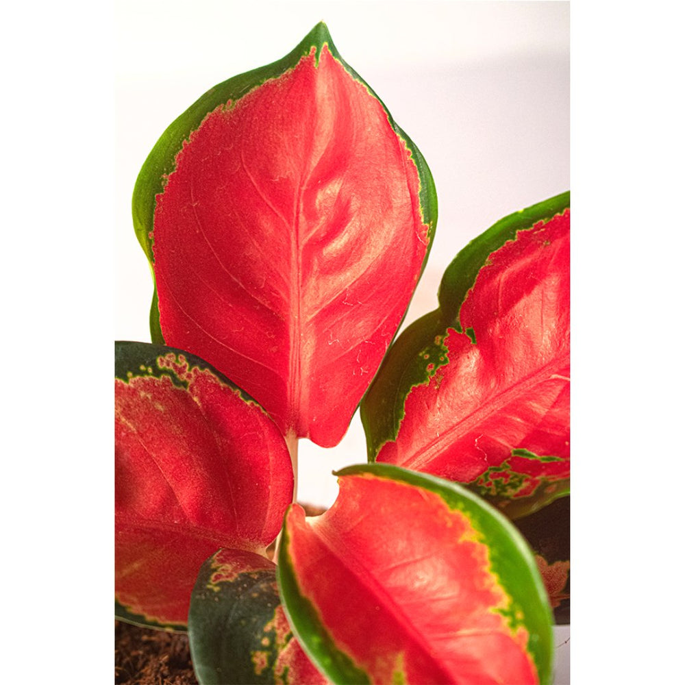 
                  
                    Aglaonema Eastern Red - Kreate- Plants
                  
                